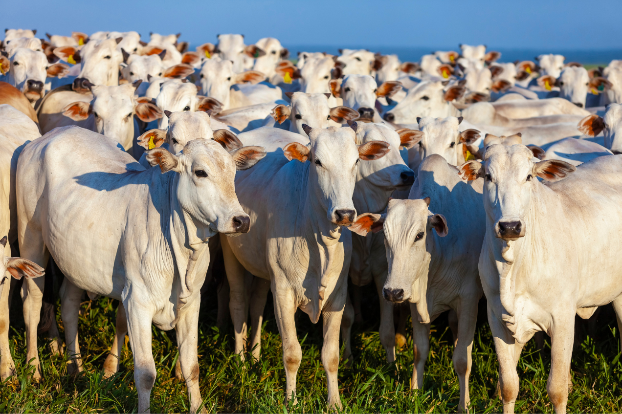 Com grandes nomes da pecuária nacional, ExpoLondrina terá evento técnico com foco na rentabilidade do gado de corte