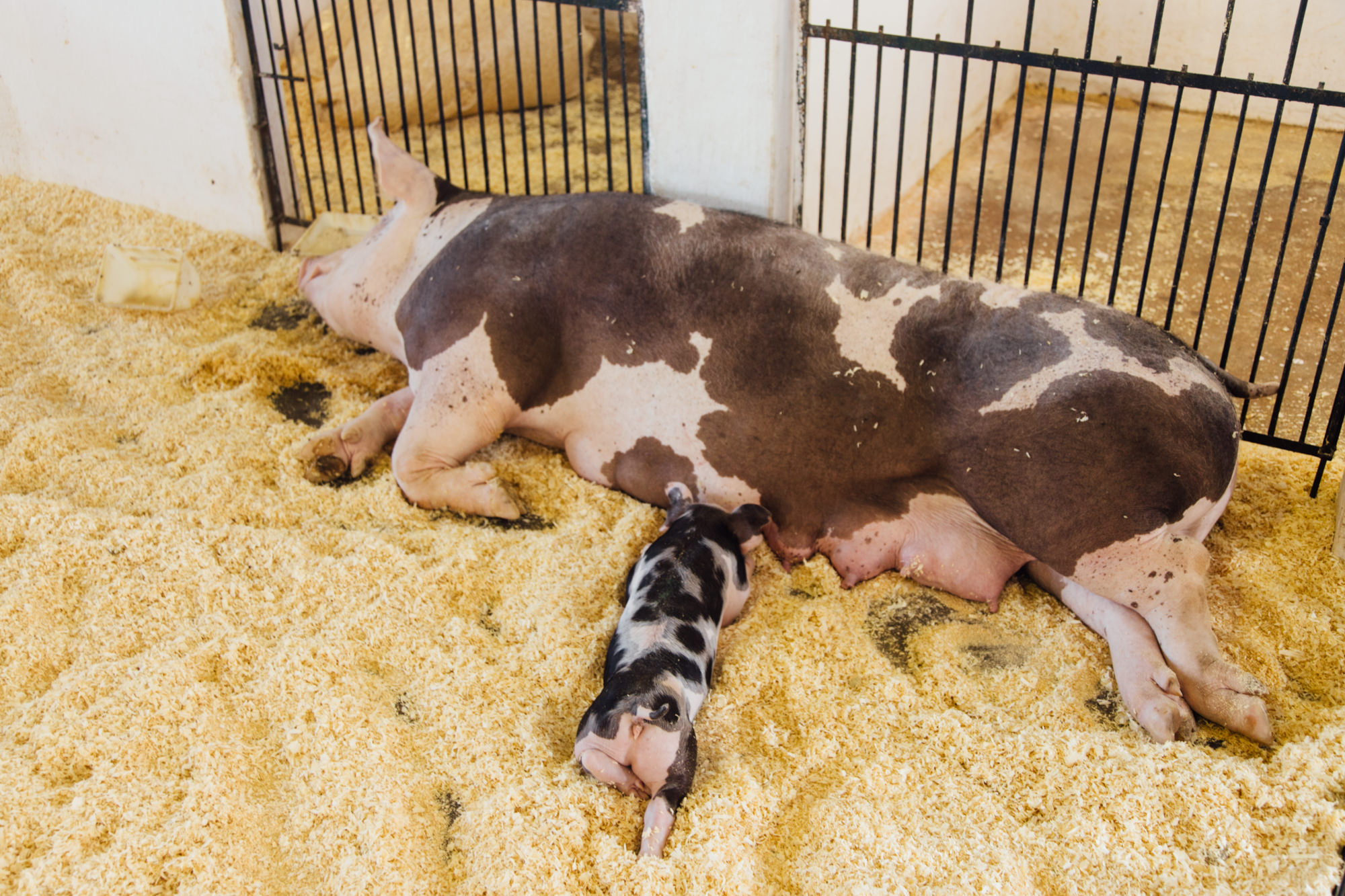 Porquinhos na ExpoLondrina no pavilhão de suínos atraem visitantes de todas as idades