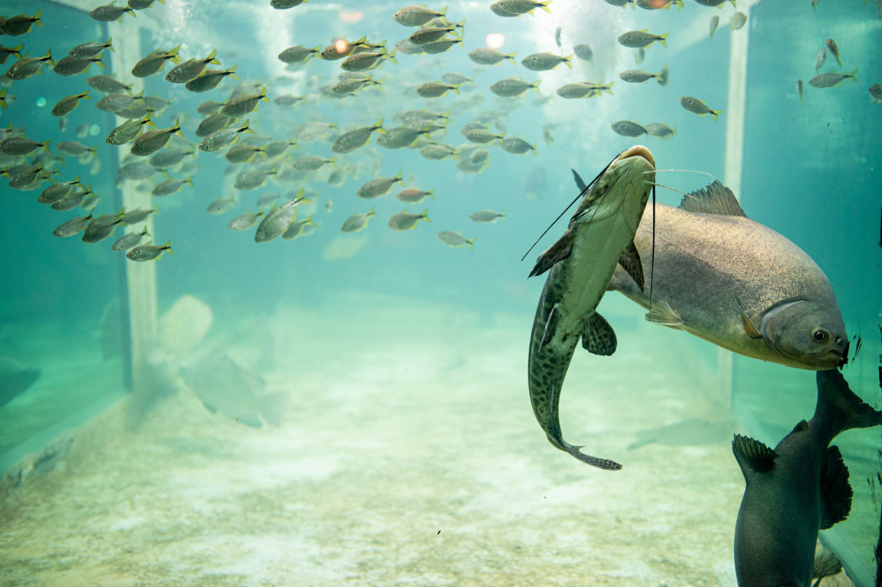 Aquário gigante terá 14 espécies de peixes na ExpoLondrina 2024
